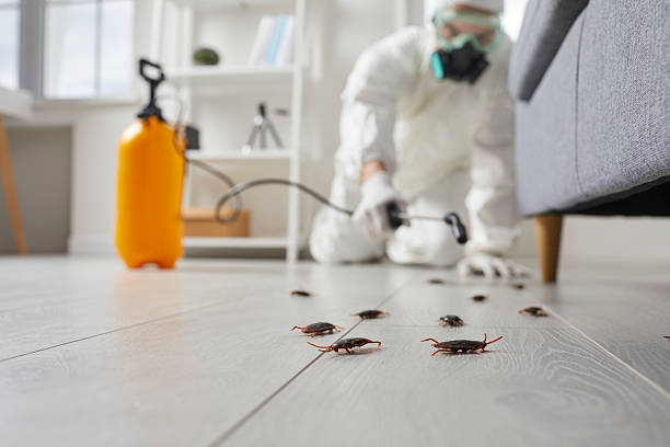 Affordable Termite Control solutions in Lead, SD